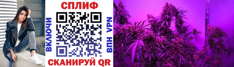 закладки  Галич  Бошки марихуана OG Kush 
